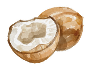 Watercolor brown coconut isolated on white background