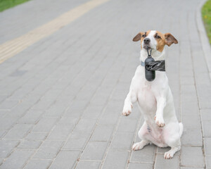 Playful Dog Holding Waste Bag on a Path. 