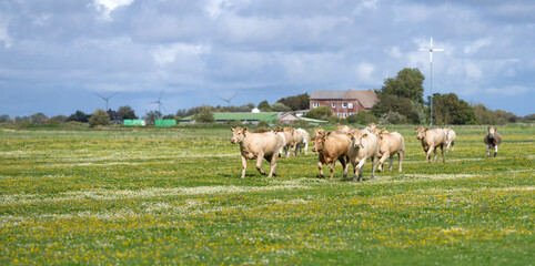 Cow on farm. Cow in fields. Cattle ranch. Summer mountain landscape with grazing cow. Herd of cows...