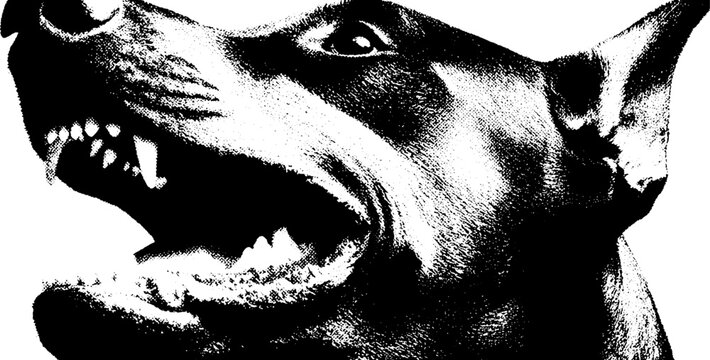 Fierce doberman with cropped ears growling in high contrast