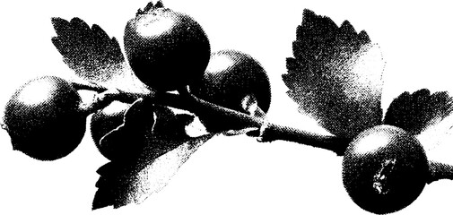 High contrast black and white hawthorn berry on twig design for prints and posters