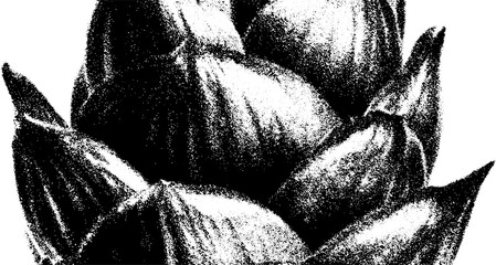 Hops cone in black and white for brewing and beer design projects