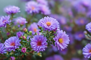 Obraz premium Purple Aster Flower Bloom