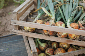 Freshly harvested onions in crates in the garden.
