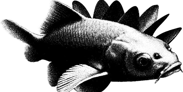 High contrast black and white koi fish with lotus inspired design