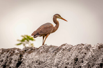 great blue heron on waterfall