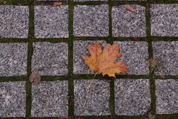 autumn leaves background