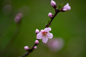 Peach blossom in spring. Peach blossoms on a branch. Apricot tree in bloom. Orchard Peach in spring. Pink petals on a flower. Floral background with blossoms. Peach orchard blossoms closeup.