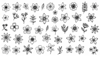flower drawings. Black and white with line artgrounds. Hand Drawn Botanical Illustration