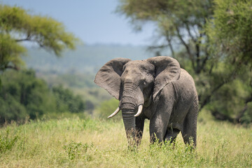 Obraz premium Large elephant in the grass between the trees