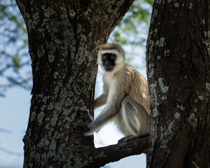 Black faced monkey on a branch