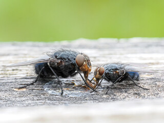 Deux Calliphora vicina (mouches bleues) en interaction – vue macro sur support bois
