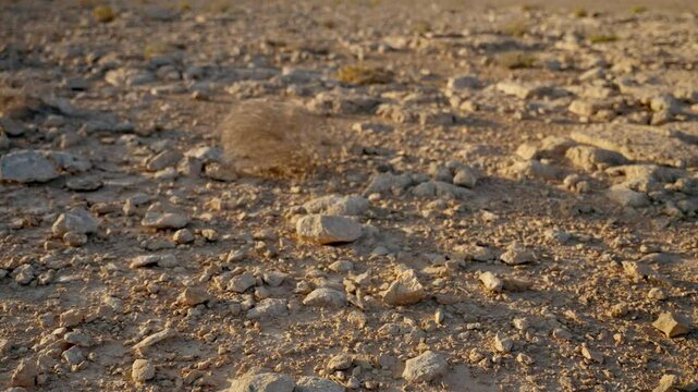 Dry twig bush rolls on desert ground in empty vast open deserted area in summer. Dry weather as tumbleweed is blowing in the wind across frame. Emptiness and desolation in barren terrain in Israel