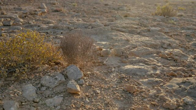 Rolling tumbleweed plant blown in the wind gets stuck on desert green bush. Dry plant detached from root tumbling on ground. Vast open area with arid conditions in hot summer weather condition