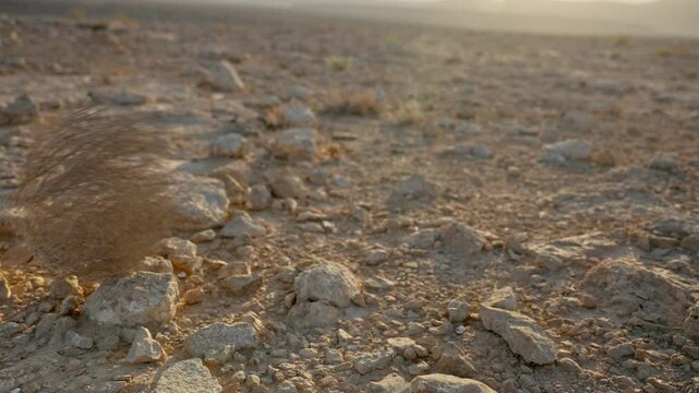 Wind blowing dry desert plant detached from its root rolling tumbleweed. Desert barren emptiness and desolation. Ghost town in sunset or sunrise in hot weather summer conditions. Typical plant rolling