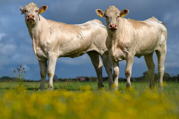 Cattle grazing in pasture. Herd of cattle. Livestock cow feeding on green grass. Grazing cows pasture on grassy field. Cattle on farm. Grazing cows on Alps meadow. Open pasture with cows. Cattle herd.