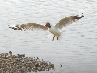 Interactions sociales entre mouettes rieuses au sein d'une colonie nicheuse