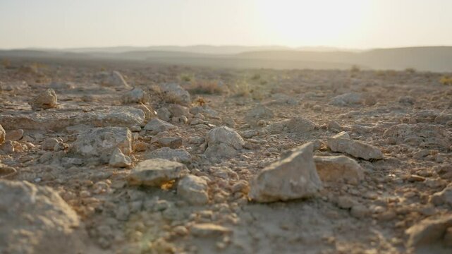Dry bush or tumbleweed rolling on ground in windy day in hot desert terrain. Detached from root rolls on landscape by the wind. Sun shining on vegetation small plants. Desolation or emptiness symbol
