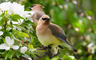 Waxwing 