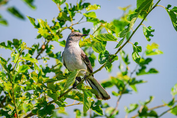 Perfectly posed northern mockingbird