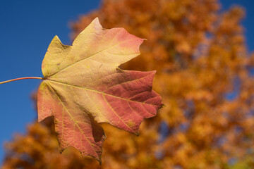 Autumn fall background. Maple leaves in autumn. Autumnal landscape. Nature of fall. Natural beauty of fall. Falling leaves. Fallen leaves autumn wallpaper. Autumn leaves. Fall foliage.