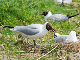 Interactions sociales entre mouettes rieuses au sein d'une colonie nicheuse