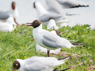Interactions sociales entre mouettes rieuses au sein d'une colonie nicheuse