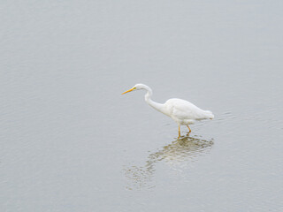 Grande Aigrette (Ardea alba) en quête de nourriture dans l’eau, avec reflet – Parc du Marquenterre