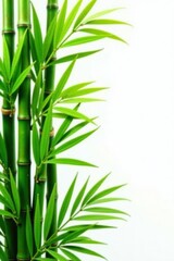 Obraz premium Vibrant green bamboo and palm fronds, stark white backdrop, white, visual