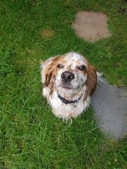 English Cocker Spaniel sitting in the grass looking at the camera