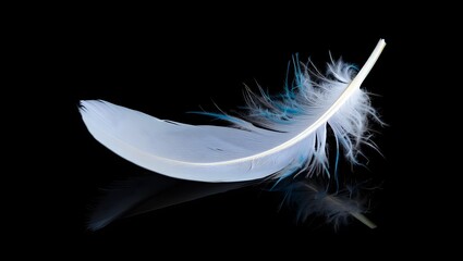 Obraz premium white feather on blue background