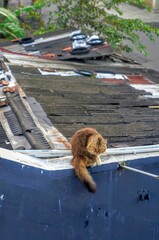 A fluffy brown cat sits on the edge of a rooftop, gazing down thoughtfully. The background shows a...