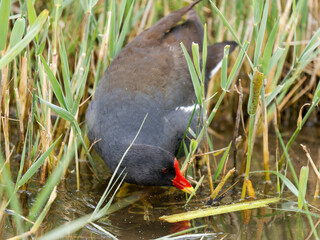 Gallinule poule-d’eau (Gallinula chloropus) au bord de l’eau au Parc du Marquenterre