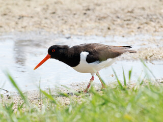 Huîtrier pie (Haematopus ostralegus) en quête de nourriture au bord de l’eau, Parc du Marquenterre