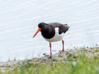 Huîtrier pie (Haematopus ostralegus) en quête de nourriture au bord de l’eau, Parc du Marquenterre