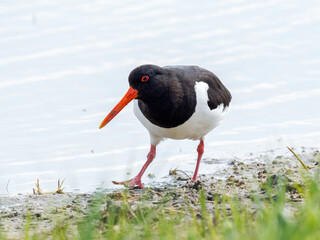 Huîtrier pie (Haematopus ostralegus) en quête de nourriture au bord de l’eau, Parc du...