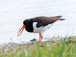 Huîtrier pie (Haematopus ostralegus) en quête de nourriture au bord de l’eau, Parc du...