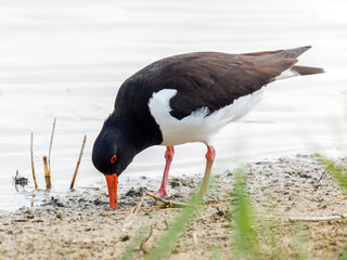 Huîtrier pie (Haematopus ostralegus) en quête de nourriture au bord de l’eau, Parc du...