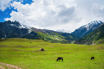 Green Pastures with Grazing Cattle in Sonamarg Valley, Kashmir, Surrounded by Snow-Capped Mountains and Dense Pine Forests