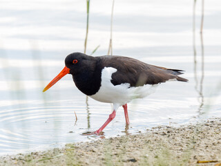 Huîtrier pie (Haematopus ostralegus) en quête de nourriture au bord de l’eau, Parc du Marquenterre