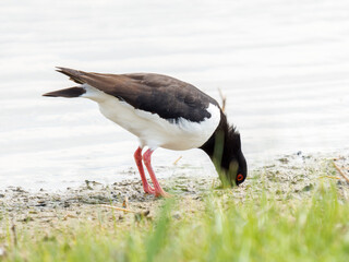 Huîtrier pie (Haematopus ostralegus) en quête de nourriture au bord de l’eau, Parc du...