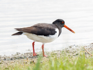 Huîtrier pie (Haematopus ostralegus) en quête de nourriture au bord de l’eau, Parc du Marquenterre