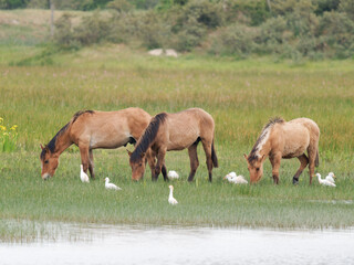 Chevaux Konik polski broutant en zone humide avec des hérons garde-bœufs (Bubulcus ibis) au Parc du Marquenterre