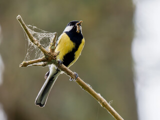 Obraz premium Mésange charbonnière (Parus major) avec une proie dans le bec, perchée sur une branche ornée de toiles d’araignée