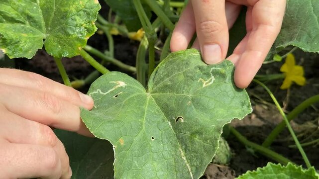 Hands inspecting a green leaf for pests in a garden, highlighting organic gardening and plant health techniques