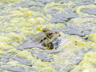 Grenouilles vertes (Pelophylax spec.) en surface d’eau, partiellement immergées en zone humide – Parc du Marquenterre