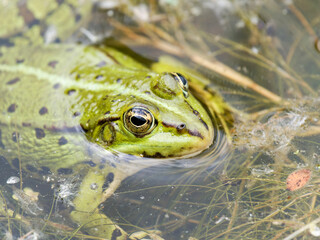 Grenouilles vertes (Pelophylax spec.) en surface d’eau, partiellement immergées en zone humide – Parc du Marquenterre