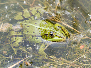 Grenouilles vertes (Pelophylax spec.) en surface d’eau, partiellement immergées en zone humide – Parc du Marquenterre