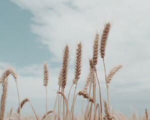 Fototapeta premium Golden wheat stalks against a light sky