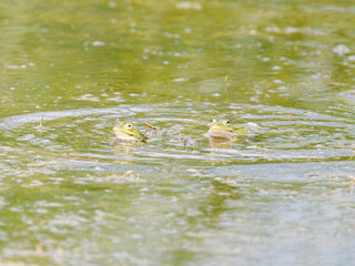 Grenouilles vertes (Pelophylax spec.) en comportement reproducteur dans une mare du Parc du Marquenterre